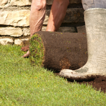 Turf Grass