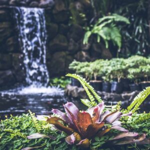 How To Keep Water Features Clean