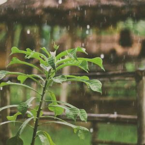 Improving Drainage in the Garden