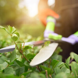 5 Garden Maintenance Tasks To Keep On Top Of