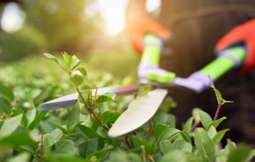5 Garden Maintenance Tasks To Keep On Top Of