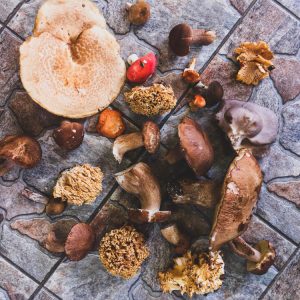 Is mushroom compost good for gardens?