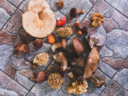 Is mushroom compost good for gardens?