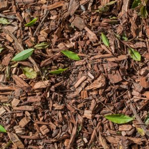 Choosing the right bark for your garden: A buyer's guide