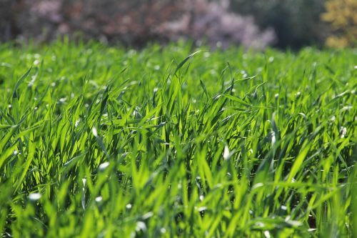 Topsoil for lawns and raised beds