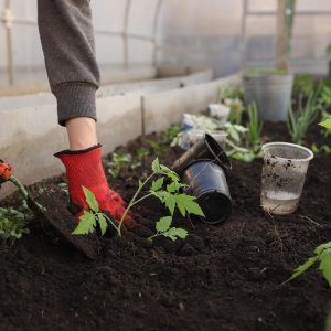 How to prepare soil for planting