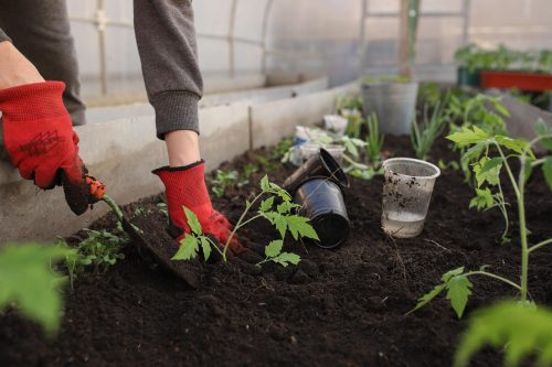 How to prepare soil for planting