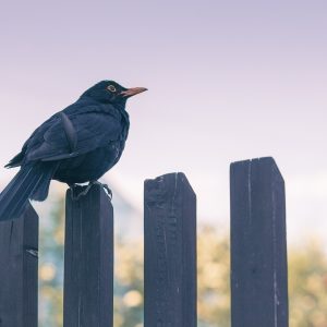 Installing a timber fence? A tradesperson's guide to getting ready