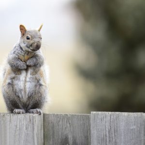 Essential accessories for timber fencing: Fixings, boards, and caps