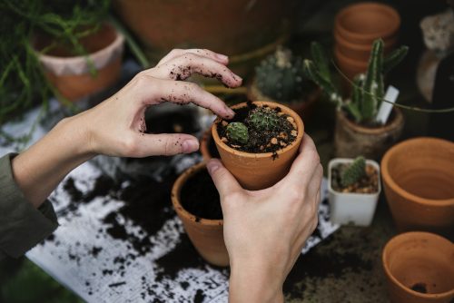 Tips for how to improve your soil