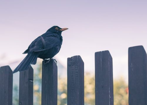 Installing a timber fence? A tradesperson's guide to getting ready