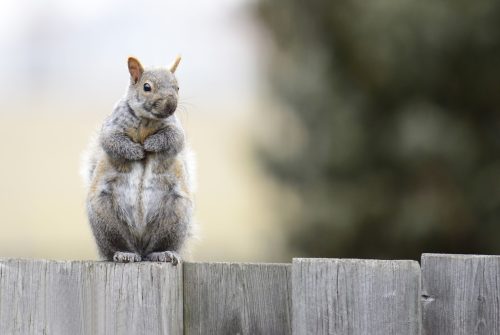Essential accessories for timber fencing: Fixings, boards, and caps